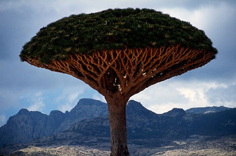 Picture 3 of The wild beauty of Socotra Island