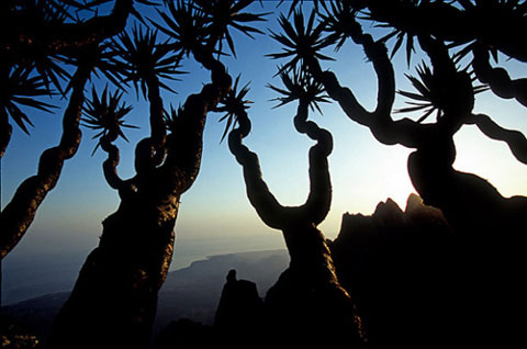 Picture 5 of The wild beauty of Socotra Island