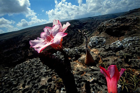 Picture 7 of The wild beauty of Socotra Island