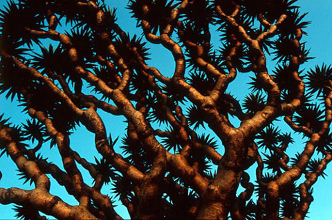 Picture 8 of The wild beauty of Socotra Island