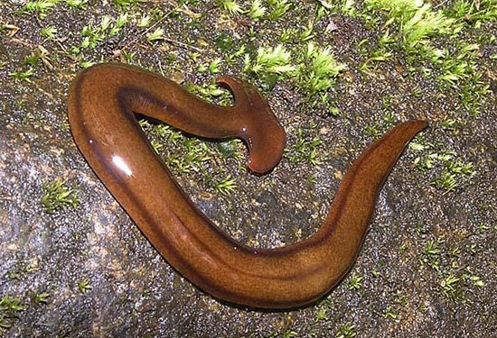 Picture 4 of The 'witch' in the animal world