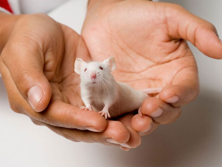 Picture 2 of The woman pioneered the use of mice for science