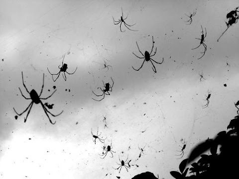 Picture 2 of The 'wonders' fall from the sky