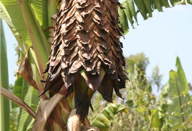 Picture 2 of The work of creating 'super trees' supports human life