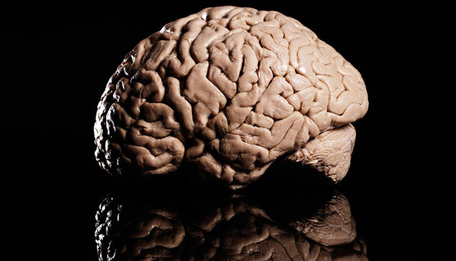 Picture 1 of The work on the 'prize mechanism' in the brain won 1 million Euro prize