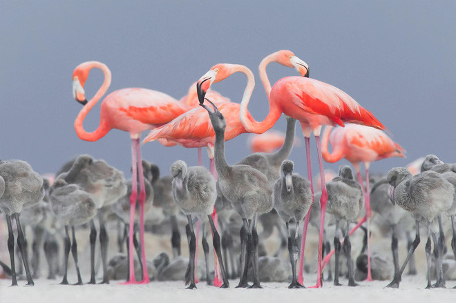 Picture 1 of The works won the Photo of the best bird in 2017