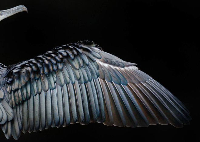 Picture 10 of The works won the Photo of the best bird in 2017