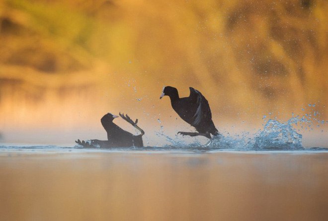 Picture 11 of The works won the Photo of the best bird in 2017