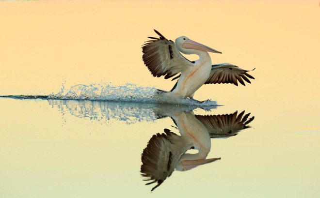 Picture 12 of The works won the Photo of the best bird in 2017