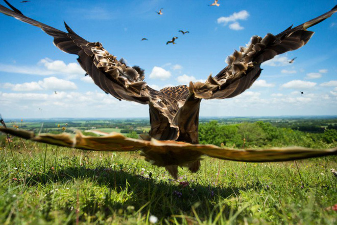 Picture 13 of The works won the Photo of the best bird in 2017