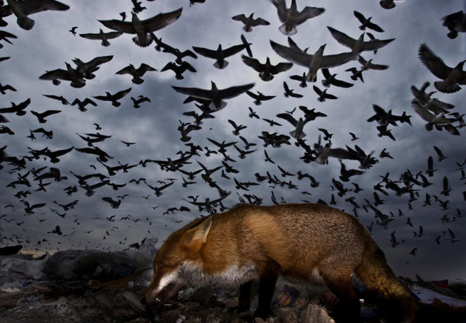 Picture 14 of The works won the Photo of the best bird in 2017