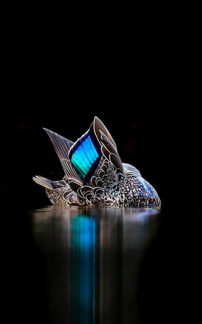 Picture 16 of The works won the Photo of the best bird in 2017