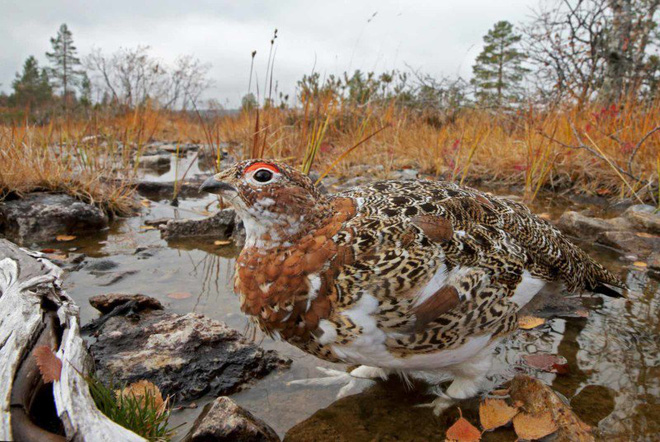 Picture 2 of The works won the Photo of the best bird in 2017