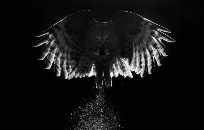 Picture 3 of The works won the Photo of the best bird in 2017