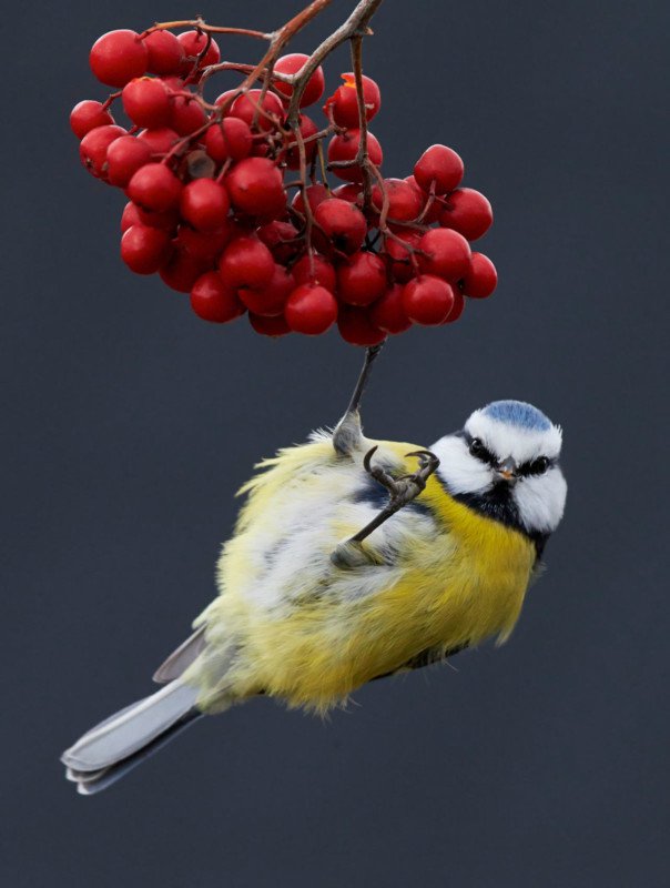 Picture 4 of The works won the Photo of the best bird in 2017