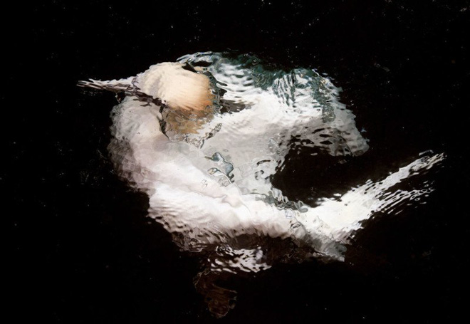 Picture 5 of The works won the Photo of the best bird in 2017