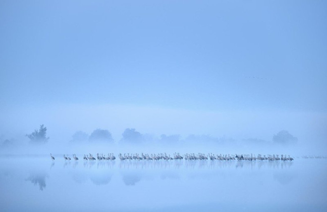 Picture 8 of The works won the Photo of the best bird in 2017
