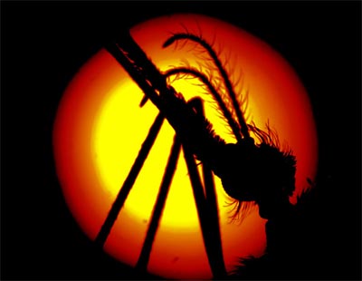 Picture 2 of The world exaggerates through a microscope