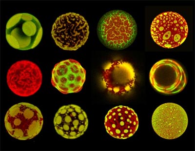 Picture 3 of The world exaggerates through a microscope