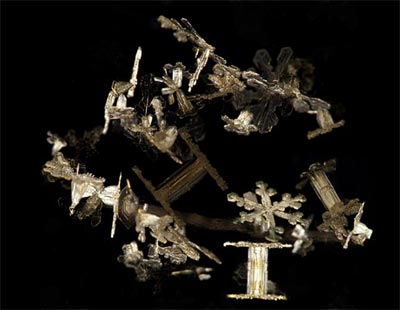 Picture 6 of The world exaggerates through a microscope
