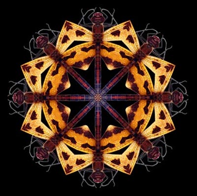Picture 7 of The world exaggerates through a microscope
