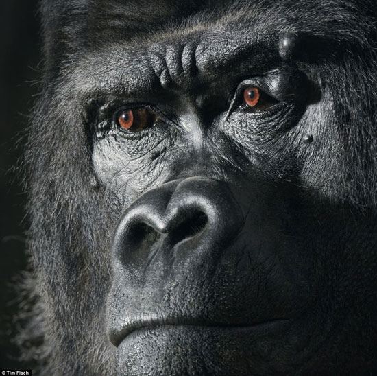 Picture 10 of The world famous 'Emotion of animals'