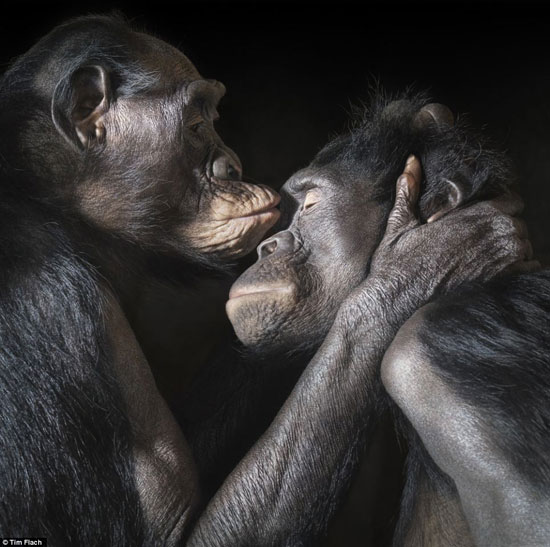 Picture 11 of The world famous 'Emotion of animals'