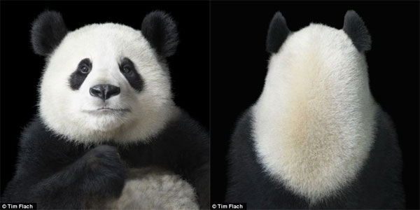 Picture 13 of The world famous 'Emotion of animals'