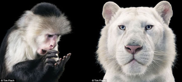 Picture 14 of The world famous 'Emotion of animals'