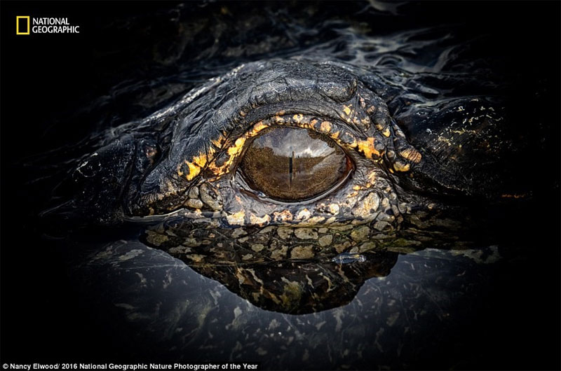 Picture 4 of The world is magnificent through photos of National Geographic