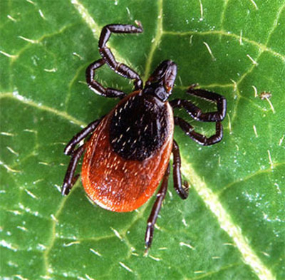 Picture 4 of The world of blood-sucking species