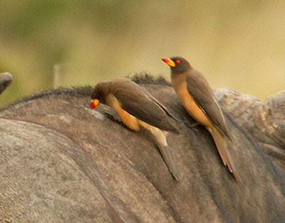 Picture 6 of The world of blood-sucking species