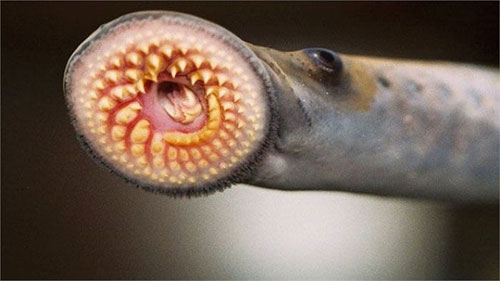 Picture 7 of The world of blood-sucking species