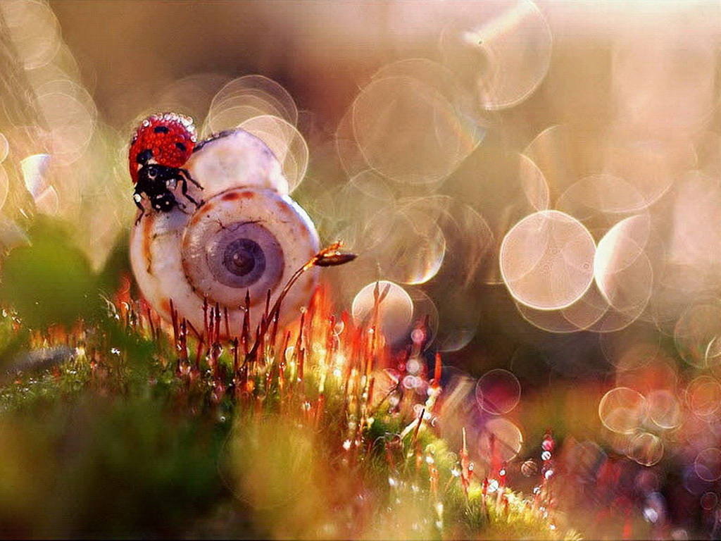 Picture 1 of The world of insects shimmering