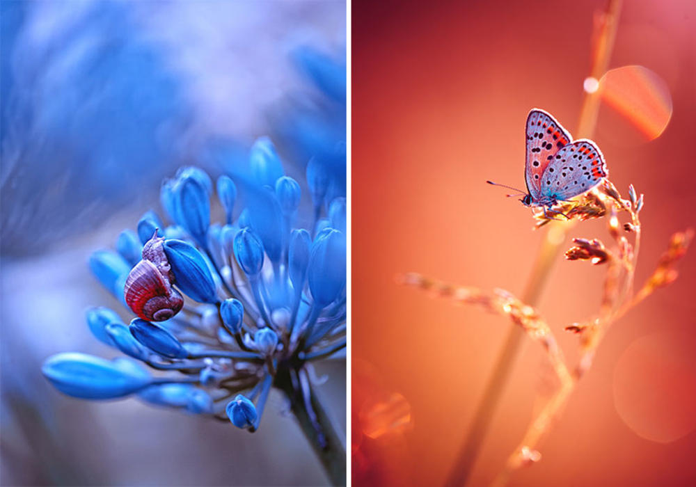 Picture 10 of The world of insects shimmering