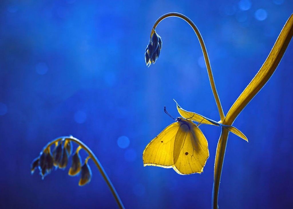 Picture 11 of The world of insects shimmering