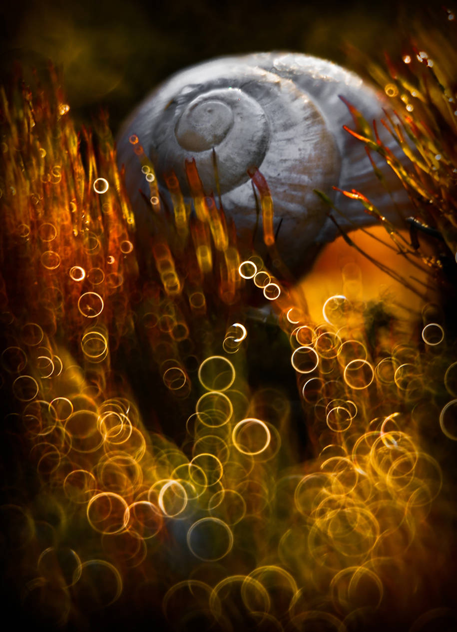 Picture 12 of The world of insects shimmering