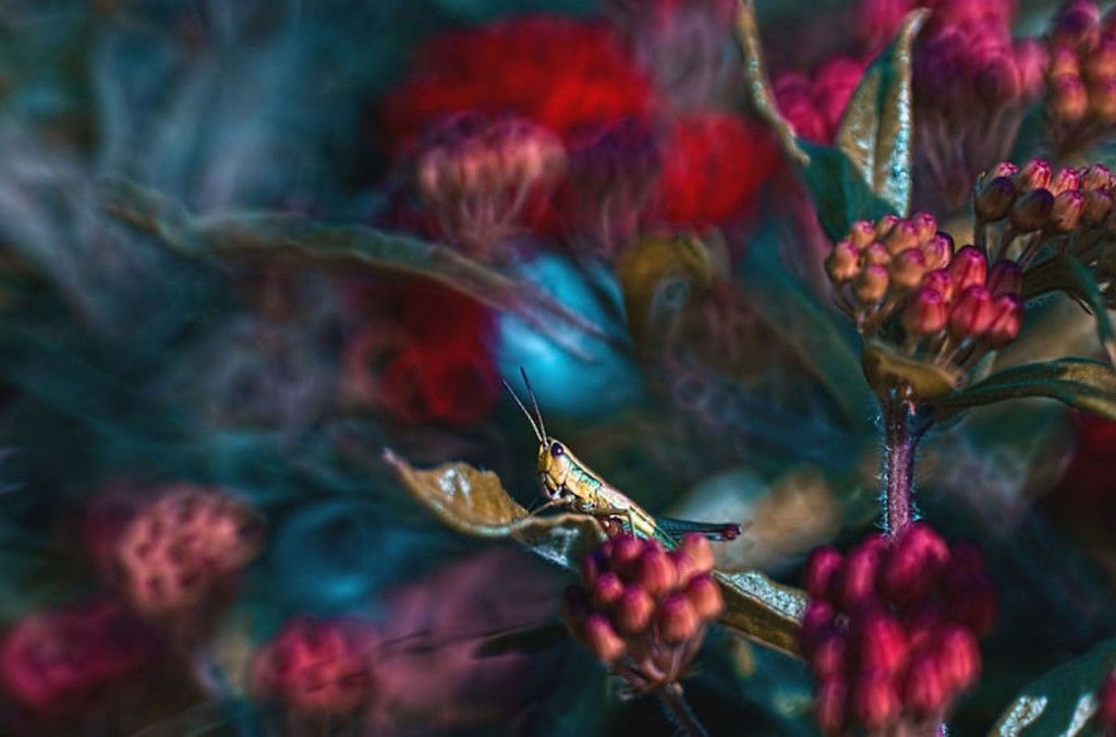 Picture 13 of The world of insects shimmering