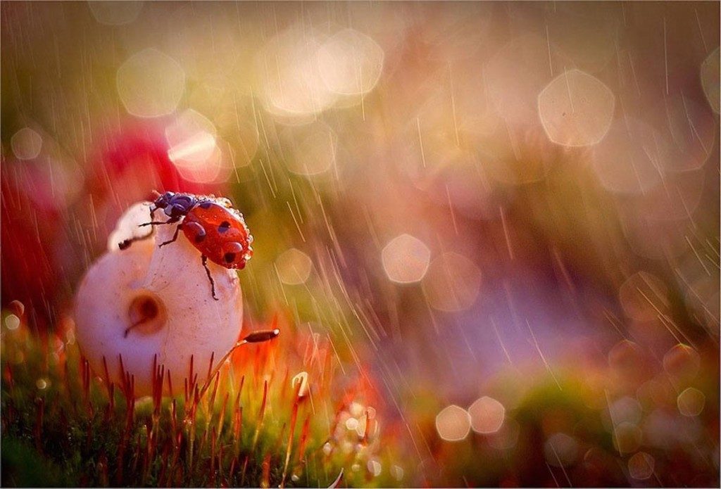 Picture 15 of The world of insects shimmering
