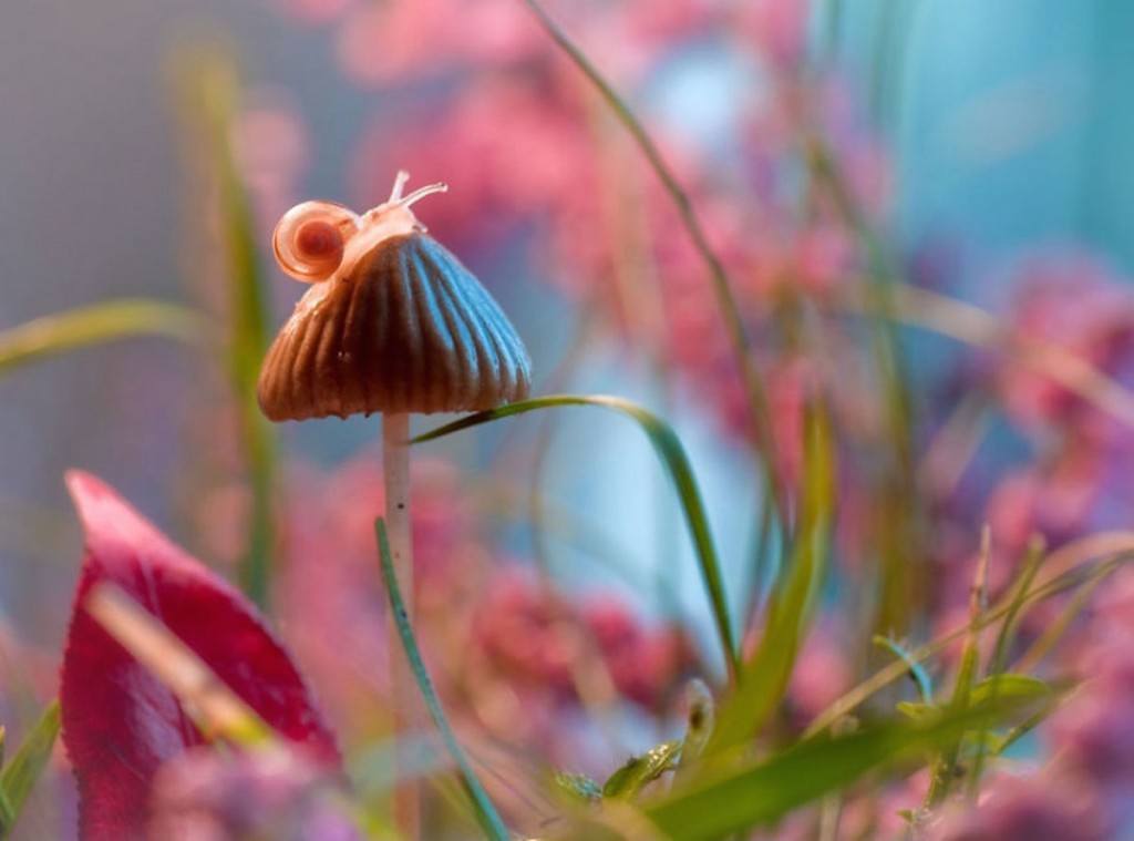 Picture 2 of The world of insects shimmering