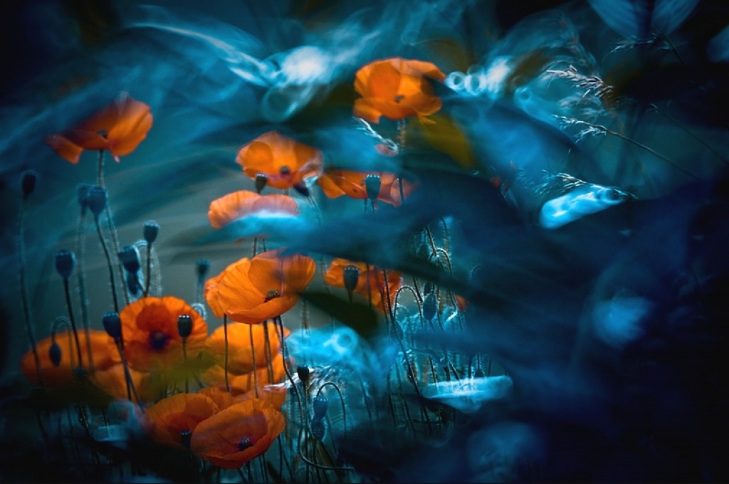 Picture 3 of The world of insects shimmering