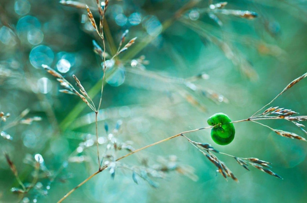 Picture 4 of The world of insects shimmering