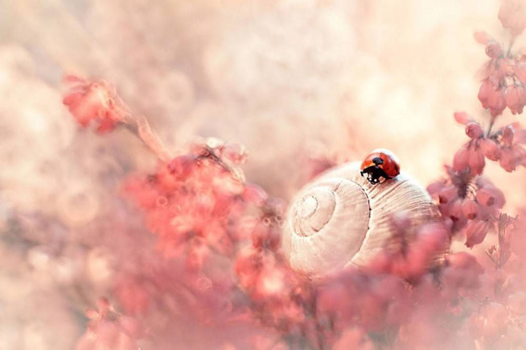 Picture 6 of The world of insects shimmering