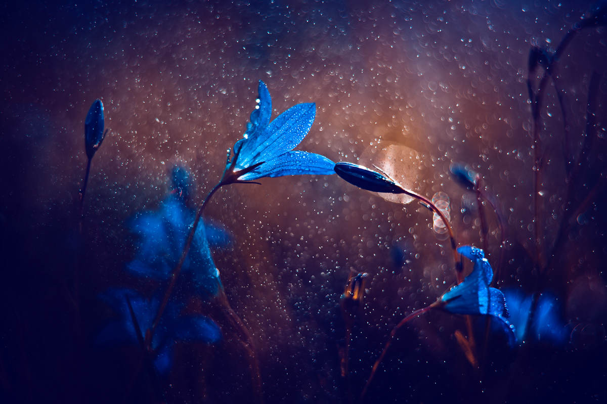Picture 7 of The world of insects shimmering