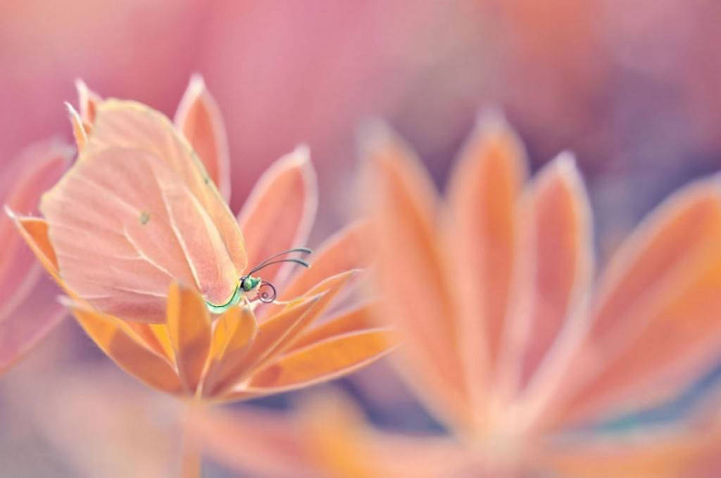 Picture 8 of The world of insects shimmering