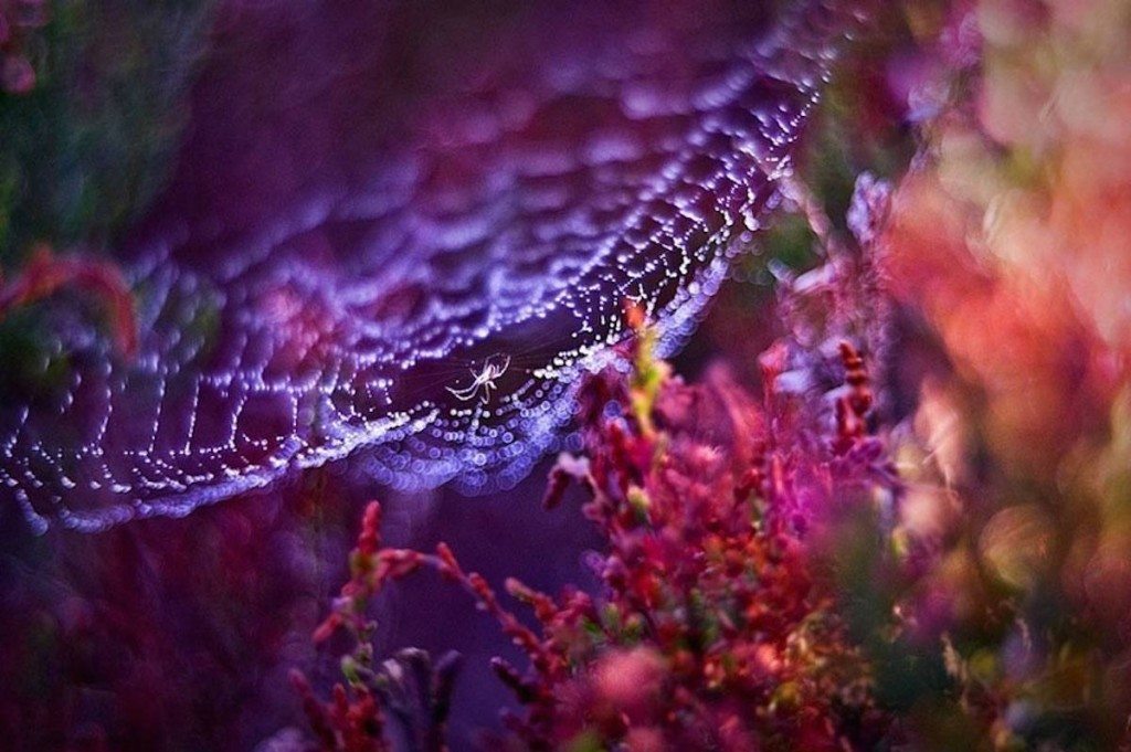 Picture 9 of The world of insects shimmering