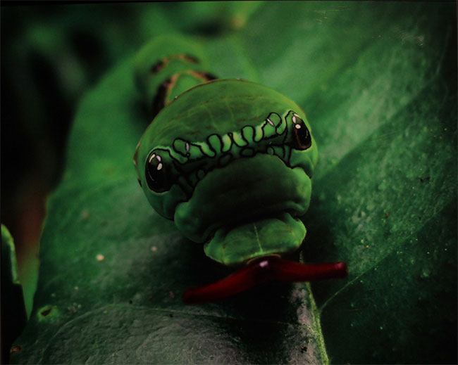 Picture 22 of The world of Vietnamese insects is gorgeous across the eyes of Italian photographers