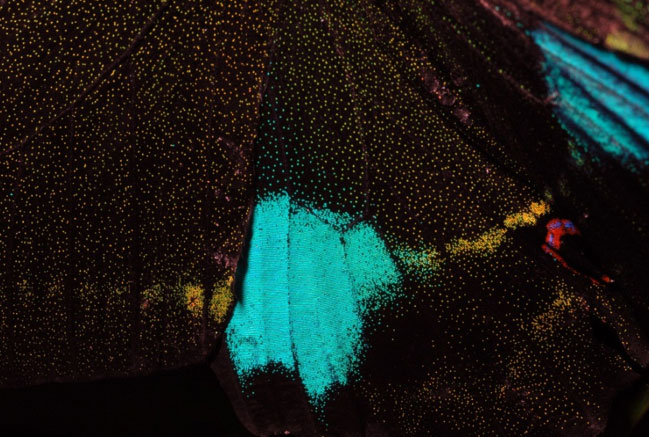 Picture 3 of The world of Vietnamese insects is gorgeous across the eyes of Italian photographers
