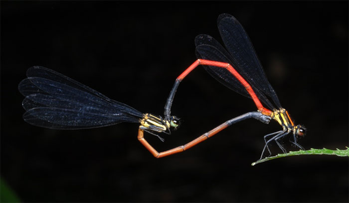 Picture 4 of The world of Vietnamese insects is gorgeous across the eyes of Italian photographers