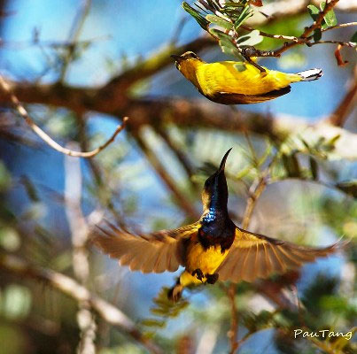 Picture 3 of The world tries to protect sparrows